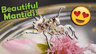 Unboxing Praying Mantises Bred by a 9-Year-Old