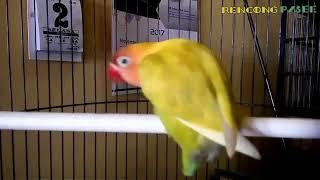 LOVEBIRD GOYANG BIRAHI