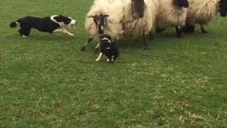 Brave Sheep Dogs First Day On Job