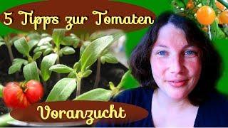 5 Tipps zur Tomaten Voranzucht  │ Tomaten vorziehen