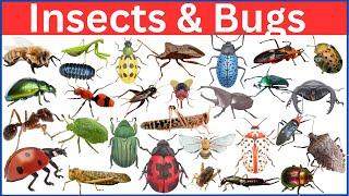 Insects and Bugs  Learn Bugs and Insects Name in English with Pictures