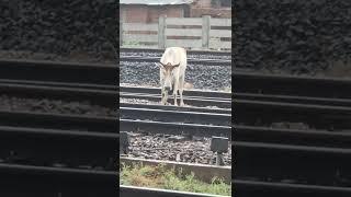 train Vs cow#train #cow cow Vs train #shorts