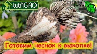 Копаю чеснок и он лежит до следующего урожая Как подготовить чеснок к выкопке даже в дождь.