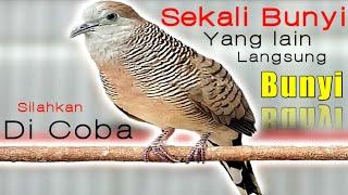 Perkutut lokal SI RAJA pikat - sekali bunyi yang lain ikut MANGGUNG.