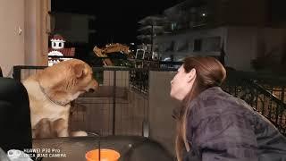 Dog falling in love with bad singer