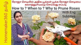 How To & When To Prune Roses  ரோஜா செடியை கவாத்து செய்வது எப்படி   ரோஜா நிறைய பூக்க  &  தளிர் வர