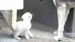 Husky & Kitten