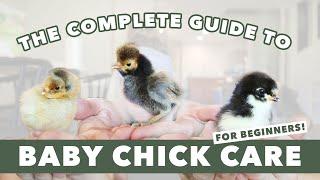 HOW TO RAISE CHICKS  EASY Baby Chicken Care 101  Egg Laying Hens For Beginners   Backyard Flock