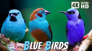 Most Beautiful Blue Birds  Stunning Nature  Relaxing Birds Sound  Symphony of Serenity - No Music