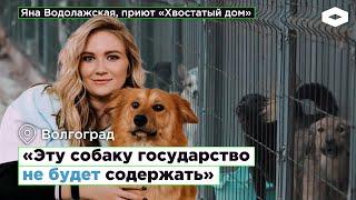 «Эту собаку государство не будет содержать» — как работают приюты для бездомных животных в России