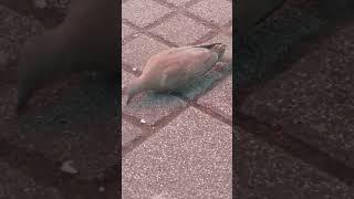 A baby dove is looking for something to eat among people in a cafe.