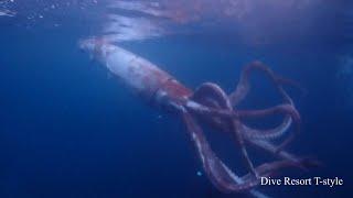 Japan divers capture rare footage of live giant squid  AFP