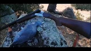 Wood Pigeon Hunt with Yıldız A3 Elegant