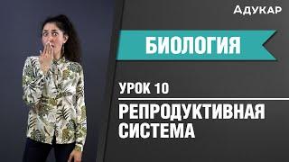 Репродуктивная система человека Биология ЦТ ЕГЭ