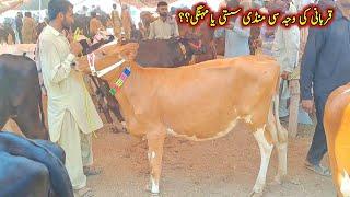 Today Malumor Mandi Jhang  Jersey Heifers Price  Cow Babies Rates Update  Pk Janwar 2023