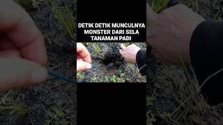 Wujud Asli Monster Pemakan Segalanya Akhirnya Muncul #mancing #belutlangka #mancingbelut #belut