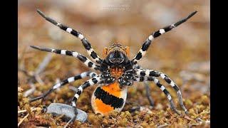 Spider short #3 - Big European Wolf spider - Lycosa tarantula - Pollino National Park