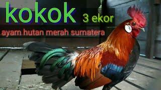 Tiga ayam hutan Sumatera Kokok nya berbeda