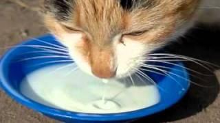 300 кс кошка пьёт молоко