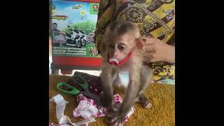 After Bathing Mom Change Diapers And Put On New Clothes For Baby Monkey LUNA