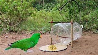 Creative Unique Quick Parrot Trap Using 5 Liters Bottle Paper And Woods - Bird Trap Working 100%