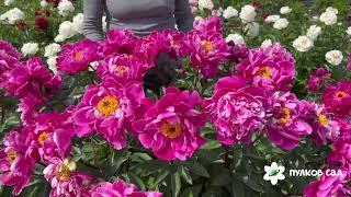 Red Sarah Bernhardt peony. Рэд Сара Бернар пион. Пулков сад