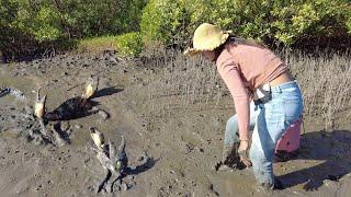 Wow Lucky Day - I Found Many Giant Mud Crabs In Muddy after Water Low Tide