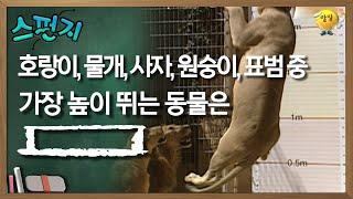 호랑이 물개 사자 원숭이 표범 중 가장 높이 뛰는 동물은            이  스펀지 레전드  KBS 050910 방송