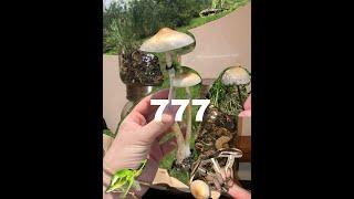 Magic Mushrooms Finding Tons of Shrooms Psilocybe Cubensis + Panaeolus Cyanescens