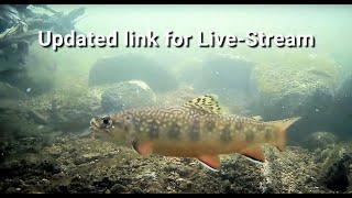 Brook Trout in the West Credit River. 28th July 2024