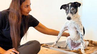 ¡Perro se encuentra con la mujer que lo salvó hace 13 años