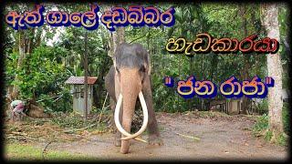 දගකාර හැඩකාරයා  ජ න රා ජා    janaraja elephant  