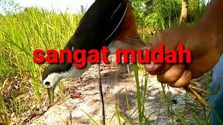 mikat burung ruak ruak sangat simpel