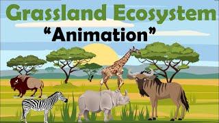 GRASSLAND ECOSYSTEM  Animation