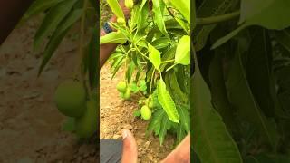 छोटे से पौधे में पूरे साल आम ही आम  क्या है राज़ ? 12 Month Mango Plant