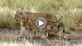Lionesses With Cubs Walking Through the Grass to the Sound of a Dawn Chorus of Birds