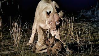 Why Is The Lioness The Real Queen of The Savannah?  WildLife Documentary  with subtitles