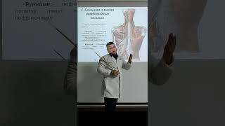 Ромбовидные мышцы  musculus rhomboideus