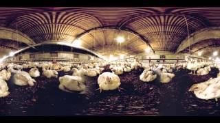 360-Degree Video Reveals Factory Farm Cruelty to Broiler Chickens