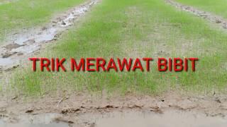 Trik & Tip Cara Merawat Bibit Padi  Tutorial 