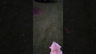 Fat Labrador trying to catch bunny.