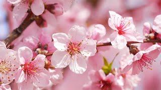 Beautiful Relaxing Piano Music for Sleeping Stress Relief & Meditation  featuring Spring Blossoms