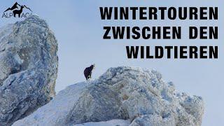Warum Wildtiere auf unseren Wintertouren in Gefahr sind