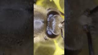 【ULTRA MACRO】 Japanese honeybees apis cerana japonica #Shorts