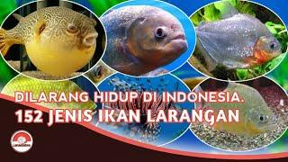 JENIS IKAN LARANGAN  152 JENIS DILARANG HIDUP DI INDONESIA.