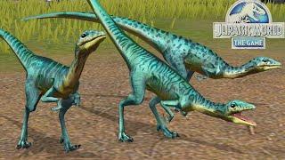 COMPSOGNATHUS NUEVO DINOSAURIO GANA TODAS LAS BATALLAS dinosaurio inmortal Jurassic World El Juego