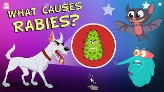 What Causes Rabies?  The Dr. Binocs Show  Best Learning Videos For Kids  Peekaboo Kidz