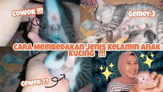 Cara Membedakan Jenis Kelamin Anak Kucing  Cewek Atau Cowok 