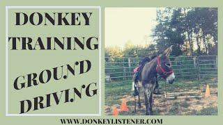 Driving Donkey Training 1st session