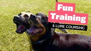 Fun Training  Lure Coursing  #belgianmalinois #dutchshepherd #boxerdog #mastiff #rottweiler